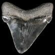 Serrated, Chubutensis Tooth - Megalodon Ancestor #56652-1